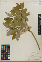 Foto von Salix padophylla Rydb.